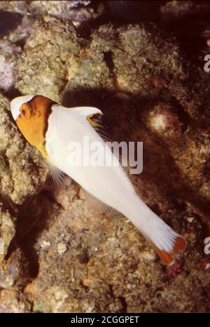 Juvenile Bicolor Parrotfish, Cetoscarus bicolor Stockfoto