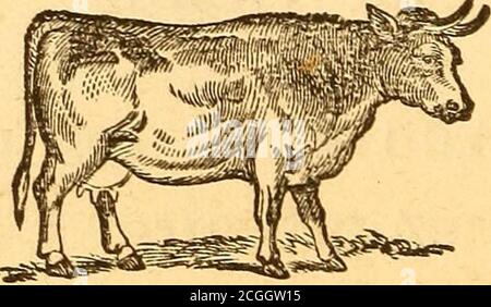 . premières Vorträge. Anfänger Französisch Leser; kurze und einfache Stücke in Prosa und Vers mit einem vollständigen Wortschatz . isaient-elles, si Dieu nous rendaitseulement notre vache ! Car nous navons pas assezdargent pour la remplacer. –^Faites fidèlementvotre part, leur dit la voisine, Dieu ne manquera pas defaire la sienne. **Mais Kommentar devons-nous nous y prendre ? De-manda Varène.---^^ Vous devez davord augmenter vosépargnes par votre activité, lui répondit sa voisine.Vous savez toutes trois fort bien filer, tricoter et coudre ;travaillez chaque jour une heure de plus ; vous seriezbien malheureuse Stockfoto