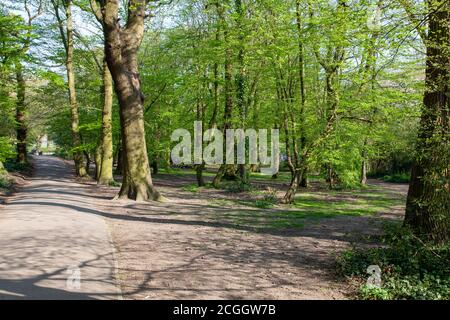 Ein Dickicht in Cherry Tree Wood, East Finchley, London, Großbritannien Stockfoto