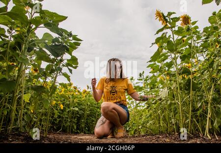 Girly Sonnenblume Hintergrund Honigbienen Ernte Stockfoto