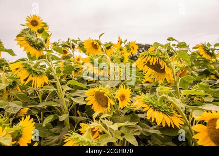 Girly Sonnenblume Hintergrund Honigbienen Ernte Stockfoto