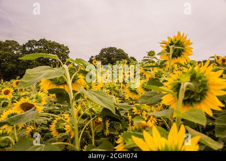 Girly Sonnenblume Hintergrund Honigbienen Ernte Stockfoto