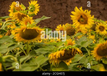 Girly Sonnenblume Hintergrund Honigbienen Ernte Stockfoto