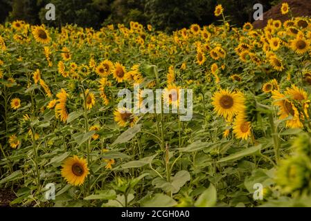 Girly Sonnenblume Hintergrund Honigbienen Ernte Stockfoto