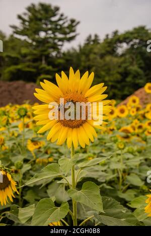 Girly Sonnenblume Hintergrund Honigbienen Ernte Stockfoto