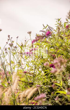 Wanzen im Herbst Wildblumen Stockfoto