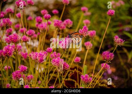 Wanzen im Herbst Wildblumen Stockfoto