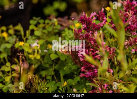 Wanzen im Herbst Wildblumen Stockfoto