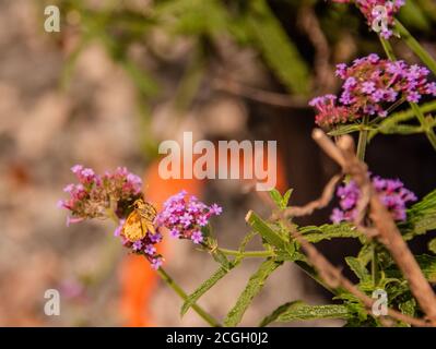 Wanzen im Herbst Wildblumen Stockfoto