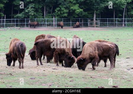 Bison Stockfoto