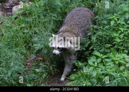 Waschbär in freier Wildbahn Stockfoto