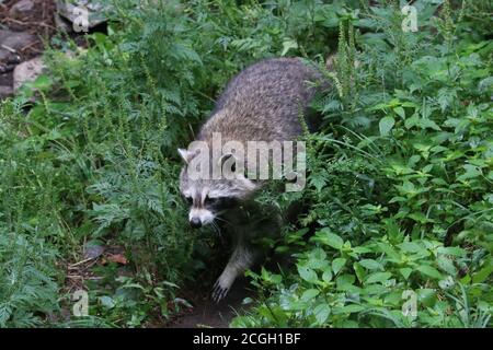 Waschbär in freier Wildbahn Stockfoto