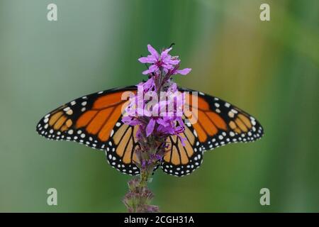 Monarch über Purple Loosestrife Stockfoto