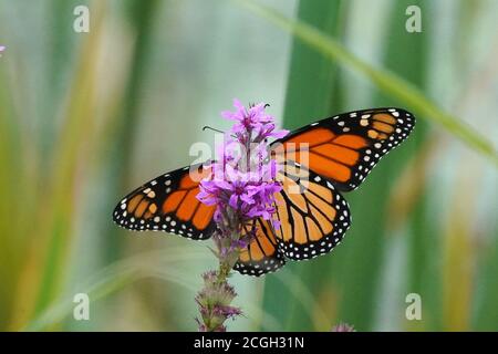 Monarch über Purple Loosestrife Stockfoto