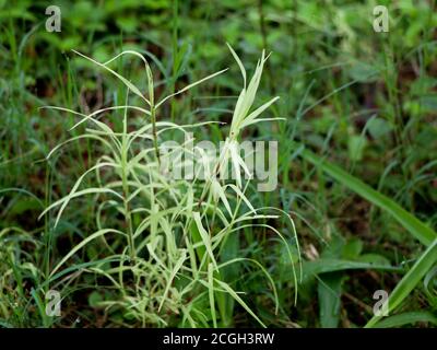 Cynodon Dactylon oder Bermuda Gras in weiß und grün, Perennial Grass Stockfoto