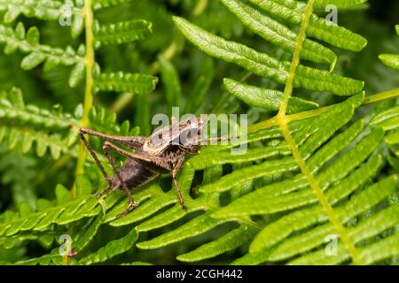 Pholidoptera griseoaptera (Dark Bush Cricket) eine häufige braune Insektenart in Feldern gefunden Wiesen und Gärten Stock Foto Stockfoto