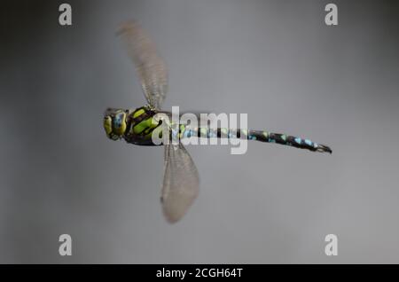 Libelle in Flug 1 Stockfoto