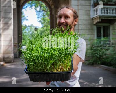 Der Kerl bietet Microgreens. Fröhlicher Kerl schiebt einen Behälter mit frischen Microgreens von Erbsensprossen Stockfoto