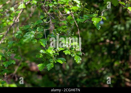 Walddorn (Crataegus laevigata), Blätter und Blütenknospen im Frühling, Coldfall Wood, London Stockfoto