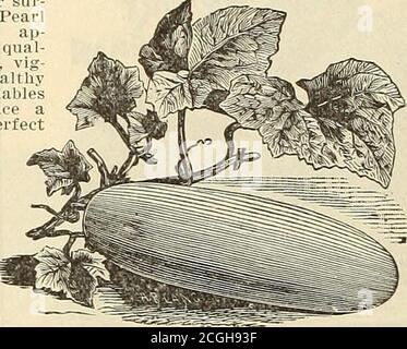 . Griffith & Turner Co : Hof- und Gartenbedarf . CT von Hand-Gläser. Die Reben erfordern eine warme Lage für frühe Gurken. Pflanze, nachdem der Boden warm geworden ist, in Hügeln 4 Feetapart für die kleineren Sorten und 5 Fuß für die größeren Sorten. Zum Beizen, säen von Mitte Juni bis zum letzten Juli. Dünger mit Asche, Dünger oder etwas gut verrottem Kompost, die Düngung direkt unter der Oberfläche zu verarbeiten. Streuen Sie die Reben mit Slug-shot, Gips von Luft-Slackedlime, vor Insekten zu schützen. Die Gurken sollten gesammelt werden, wenn groß genug für den Gebrauch, ob erforderlich oder nicht: Wenn links zu reifen, zerstört es Stockfoto