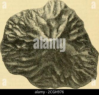 . Wissenschaftliche Nachrichten für allgemeine Leser; eine beliebte illustrierte Wochenzeitschrift der Wissenschaft . Abb. 3. Platte aus kristallisiertem Eisen aus Aerolith, das BEI LENARTO, UNGARN fiel. - - - 15 Zentimeter. ■ Abb. 4. Gewellter Meteorit, der bei MiDDLESBURGH fiel. Matrix aus Eisen. Dieses Exemplar wurde in der Wüste von Atacama in Südamerika gefunden und wird angenommen, dass es dort Fallendort gibt. In Abb. 3 ist die schöne Widmanstiittensmarkierung charakteristisch für alle meteorischen Eisen dargestellt. Dieses prächtig kristallisierte Stück Eisen ist eine Platte, die aus dem Zele-übersäten Aerolith herausgeschnitten wurde, der in Lenarto in Ungarn fiel. Abb. 4 und Stockfoto