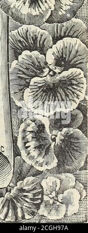 . Unser neuer Führer zur Rosenkultur : 1898 . geflammt oder gestreift in den brillantesten und ex-quisite Farben. 10. Jet Black. – Dr. Faust oder Black Knight. 11. LAR«e Gepunktetes Gelb. – attraktiv. 12. Große gepunktete weiße.-auffällige Blumen. 13. Groß gepunktet, gemischt. – jede Blume su-perbly getupft cr flecked auf den drei unteren Blütenblättern. 14. Hellblau. – zarte Farbe. 15. Marmor gemischt. – wunderschön marmoriert. 16. Odier, 01 Five Spotted. - von unrivaledbeauty; jedes Blütenblatt hat einen großen Fleck, mit klar definierten Rand. I 17. Purple Mantle. - Asplendid sehr reiche Farbe. 18. Rotkäppchen. – Schattierungen von leuchtendem Rot. 19. Stockfoto