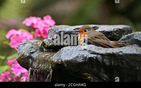 Europäischer Robin (erithacus rubecula) Baden in einem Garten Brunnen, Großbritannien Stockfoto