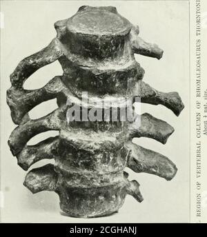 Die Annalen und Magazin der Naturgeschichte. nd in der tieferen Schicht
