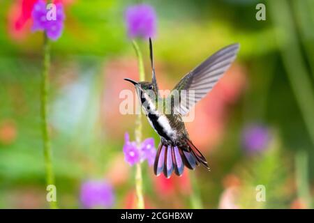 Eine weibliche Schwarzkehlchen-Mango schwebt in einem Garten mit einem floralen Hintergrund. Vogel im Garten. Kolibri in natürlicher Umgebung Stockfoto