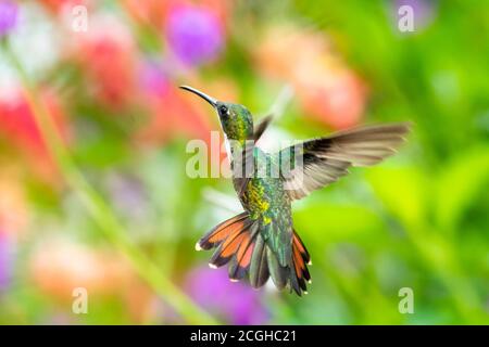 Eine weibliche Schwarzkehlchen-Mango schwebt in einem Garten mit einem floralen Hintergrund. Vogel im Garten. Kolibri in natürlicher Umgebung Stockfoto