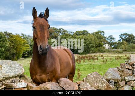 Nahaufnahme eines neugierigen braunen Pferdes, das über eine Trockensteinmauer in einem Feld schaut, East Lothian, Schottland, Großbritannien Stockfoto