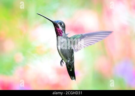 Ein langschnabel Starthroat Kolibri schwebend mit einem bunten unscharfen Hintergrund. Vogel im Garten. Kolibri in natürlicher Umgebung Stockfoto