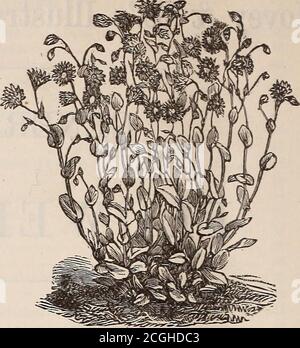 . Hovey & Co's illustrierter Samenkatalog für 1882 . h sehr brillantes Laub 15 34 melancholicus ruber, wächst 18 Zoll hoch; blutrotes Laub 5 35 salicifolius (Brunnenpflanze). Eine herrliche Sorte, vier Fuß hoch; pyramidenförmige Form, mit anmutigen herabhängenden Blättern, glänzend gebändert und mit Karmin, orange und Bronze 10 36 tricolor (Josephs Mantel), schöne Scharlach-gelb und grün. 2 ft 5 37 AMMOBIUM alatum. Eine feine weiße ewige Blume, und auffällig winterhart; macht sehr schön getrocknet Flow-ers 5 38 AMPE!LOPSlS Veitchii. Diese neue Art von Woodbine aus Japan ist per-fectl Stockfoto