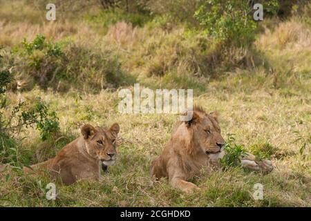Löwe und Löwin, Maasai Mara, Kenia Stockfoto