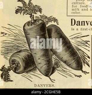 . Griffith & Turner Co : Land- und Gartenbedarf . G.&lt;&lt;% t Co.S KAROTTEN. 1 OZ. VON SAMEN BIS 100 FUSS DER REIHE. KAROTTEN gedeihen am besten in einem eher leichten, reichen Lehm. Der Boden sollte gut mit fein-gut verrotteten oder kompostierten Gülle, und gründlich gearbeitet werden ziemlich tief. Säen von Mitte April bis Mitte Mai, in Reihen von 14 Zoll auseinander, und dünn die Plantsto 5 oder 6 Zoll in der Reihe. Für Spätkulturen säen im Juni oder Juli. Ein wichtiger Punkt ist, die Reihen nach der Aussaat fest zu treten.für die Feldkultur sollten Karotten in Bohrern 3 bis 3% auseinander gesät werden, um mit Pferd zu kultivieren. Danvers Stockfoto