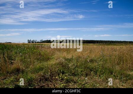 Landschaft mit einem Jägerpfosten. Wilde Wiese im Vordergrund dahinter sieht man einen Wald. Stockfoto