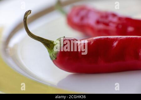 Süsse rote Paprika – capsicum annuum – auf dem Teller austrocknend in Vorbereitung auf das Einfrieren. Stockfoto