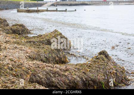 Am Strand von Ballyholme Bay in Bangor, Co Down, wuschen sich nach einem heftigen Sturm im Juni 2020 tiefe Algenhaufen Stockfoto