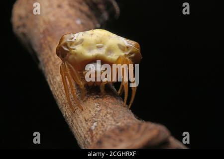 Vogelmistspinne (Cyrtarachne sp.), die wie ein Haufen Vogelmist aussieht. Stockfoto