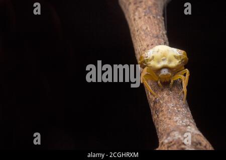 Vogelmistspinne (Cyrtarachne sp.), die wie ein Haufen Vogelmist aussieht. Stockfoto