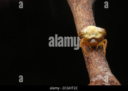 Vogelmistspinne (Cyrtarachne sp.), die wie ein Haufen Vogelmist aussieht. Stockfoto