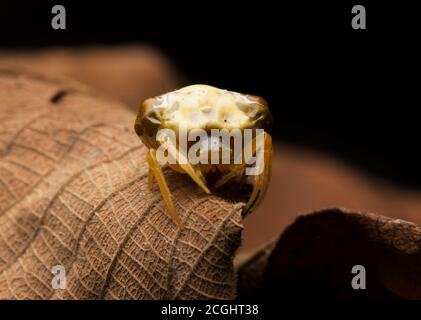 Vogelmistspinne (Cyrtarachne sp.), die wie ein Haufen Vogelmist aussieht. Stockfoto