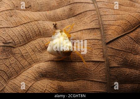 Vogelmistspinne (Cyrtarachne sp.), die wie ein Haufen Vogelmist aussieht. Stockfoto