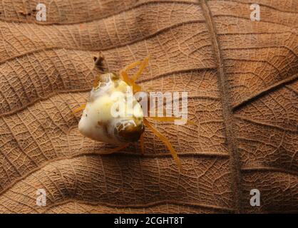 Vogelmistspinne (Cyrtarachne sp.), die wie ein Haufen Vogelmist aussieht. Stockfoto