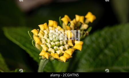Blüte der Lantana der Art Lantana camara mit Selektiver Fokus Stockfoto