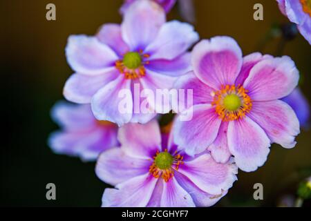 Anemone hupehensis Chinesische Anemone oder japanische Windblume im britischen Garten. Stockfoto