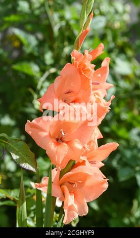 Pfirsich gefärbte Gladioli Blume Pflanze in UK Garten Gladiolus (aus dem Lateinischen, die Verkleinerungsform des Gladius, ein Schwert) ist eine Gattung der mehrjährigen kormous Blüte Stockfoto