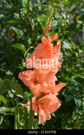 Pfirsich gefärbte Gladioli Blume Pflanze in UK Garten Gladiolus (aus dem Lateinischen, die Verkleinerungsform des Gladius, ein Schwert) ist eine Gattung der mehrjährigen kormous Blüte Stockfoto