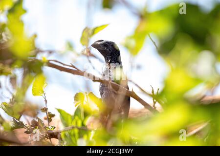 Glattschnabel Ani der Art Crotophaga ani Stockfoto