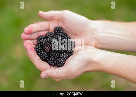 Nahaufnahme der Hände einer kaukasischen Person, die frisch gepflückte Brombeeren in kupierten Händen hält. Stockfoto